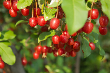 Ripe Autumn Olive Berries (Elaeagnus Umbellata) growing on a branch . oleaster