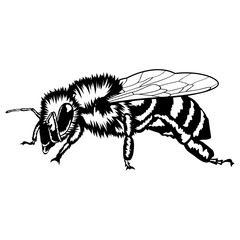 Worker Bee  Bee Honey Bee Bee