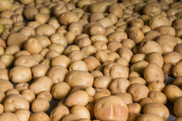 Fresh potatoes on the farm.