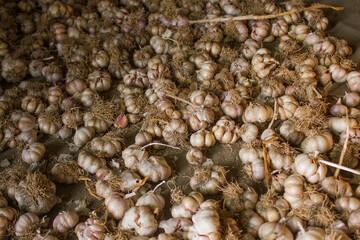 Garlic harvest, growing vegetable, agriculture background