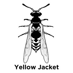 Yellow Jacket  Wasp Insect Wasp