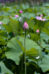 lotus flower