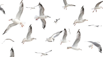 Naklejka premium Flock of seagull bird, seagull flying on white background