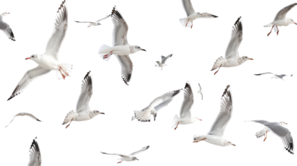 Flock of seagull bird, seagull flying on white background