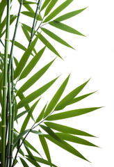 Obraz premium Graceful bamboo stems, minimalist and zen-inspired harmony and resilience. Meditation, nature, wellness, and sustainable living concepts. Verdant Tranquility: Embrace the Serenity of Bamboo's Grace
