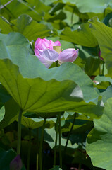 pink lotus flower