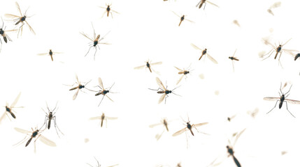 Flying mosquitoes on white background