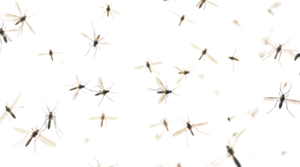 Flying mosquitoes on white background