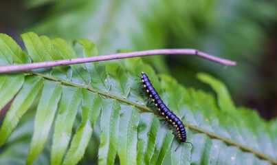 yellow spotted millipede on a leaf in a forest