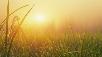 Serene anime rice field at dawn, mist rising, warm hues, close-up of rice stalks, tranquil atmosphere, low-angle shot.