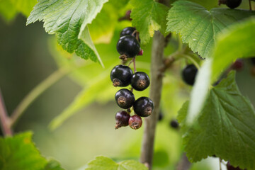 Ripe black currants hanging from a branch surrounded by dark green leaves