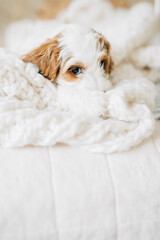 6 week Goldendoodle puppy on bed