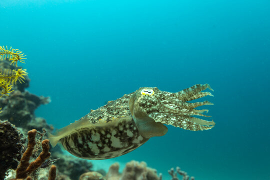 Cuddlefish, Sepiida, swimming along tropical coral reef displaying brown and white spotted camouflage