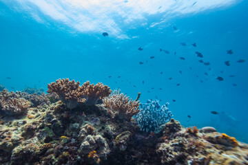 Tropical coral reef landscape view of coral head, fish, and hard and soft corals
