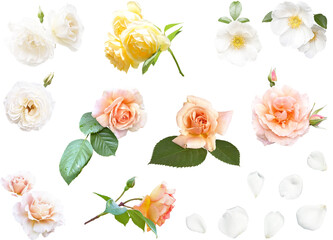 切り抜き透過素材セットー薔薇4（アイスバーグ、ナニワイバラ）