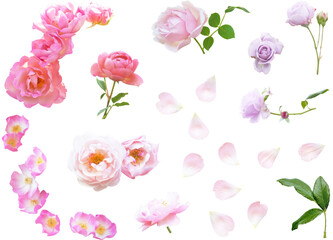 切り抜き透過素材セットー薔薇6（ピンク系）