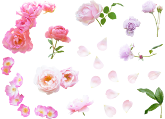 切り抜き透過素材セットー薔薇6（ピンク系）