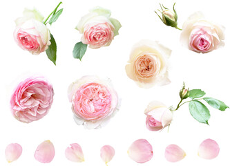 切り抜き透過素材セットー薔薇5（ピエールドゥロンサール）
