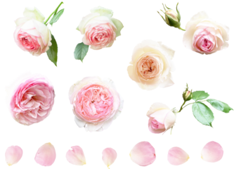 切り抜き透過素材セットー薔薇5（ピエールドゥロンサール）