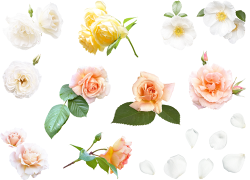 切り抜き透過素材セットー薔薇4（アイスバーグ、ナニワイバラ）