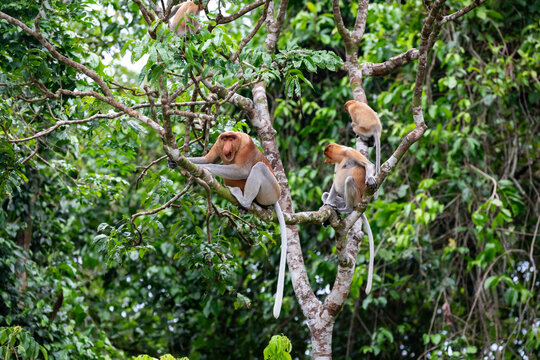 Male proboscis monkey, Nasalis larvatus, howls from a tree warning his family of danger in Borneo rain forest