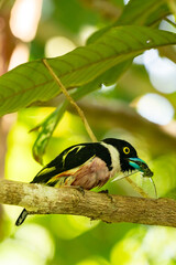 Black-and-yellow Broadbill, Eurylaimus ochromalus, catches and eats a dragonfly insect