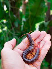 Centipedes are poisonous animals. It's in someone's hand.