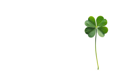 Clover on white background