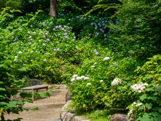 長居植物園のアジサイ園