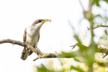 A yellow-billed cuckoo (Coccyzus americanus), a slim perching bird, in DeSoto County, Florida