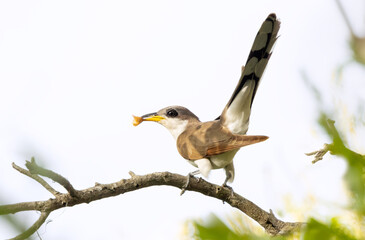 A yellow-billed cuckoo (Coccyzus americanus), a slim perching bird, in DeSoto County, Florida