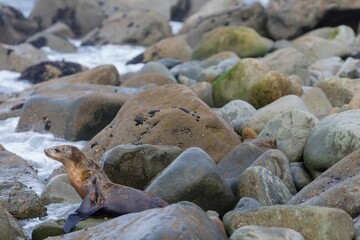 Seal relaxing on rocks in Pacifica, San Francisco, California, USA. © Zenstratus
