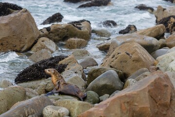 Seal relaxing on rocks in Pacifica, San Francisco, California, USA. © Zenstratus