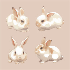 Cute and Fluffy Rabbit