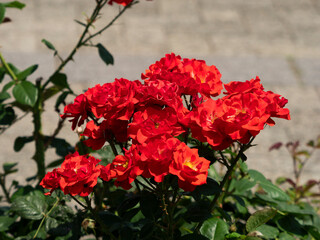 植物園に咲く赤い薔薇の花