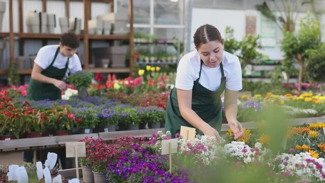 Skilled interested young salesgirl preparing for sale potted garden plants on display staging in store, inspecting flowering evergreen iberis . High quality 4k footage