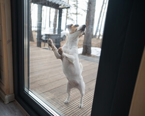 The dog stands at the patio window and asks to go inside the house. 