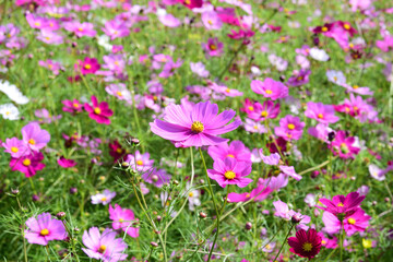 秋の花コスモスの花畑