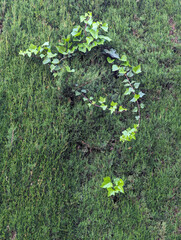 Fresh leafy and green cypress tree branches with climbing plant texture or background. Mediterranean fir and creeper leaves.