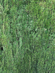 Fresh leafy and green cypress tree branches texture or background. Mediterranean fir leaves.