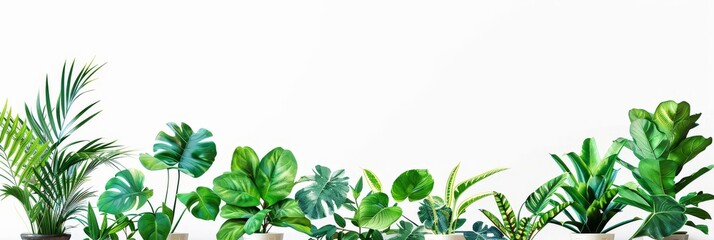 Row of indoor plants against white background - A collection of potted houseplants lined up against a crisp white background ideal for a clean, natural look