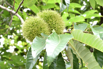 青い栗の実