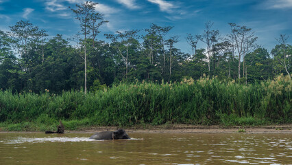 The dwarf Borneo pygmy elephant - endemic wandering to the waters of a tropical river. The back, head, and ears are visible. Lush green vegetation of the rainforest on the shore.Clouds in the blue sky