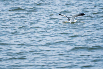 seagull land in the water