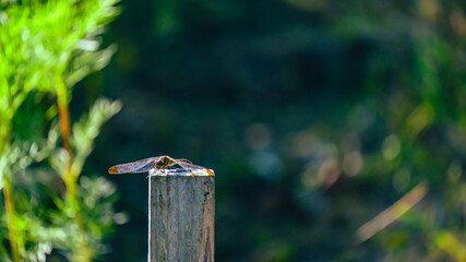 杭の上のトンボ © S造園