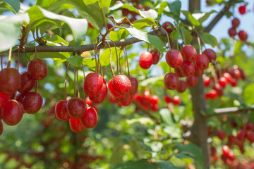 Ripe Autumn Olive Berries (Elaeagnus Umbellata) growing on a branch . oleaster