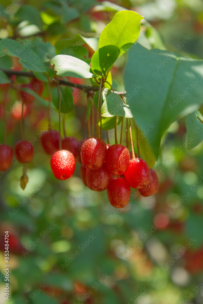 Wall mural Ripe Autumn Olive Berries (Elaeagnus Umbellata) growing on a branch . oleaster