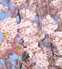 Weeping cherry blossom blooming in Spring season of Japan.