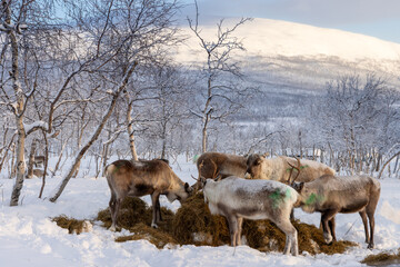 Peerajärvi, Enontekiö, Lapland, Finland