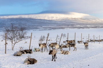 Peerajärvi, Enontekiö, Lapland, Finland © Michael